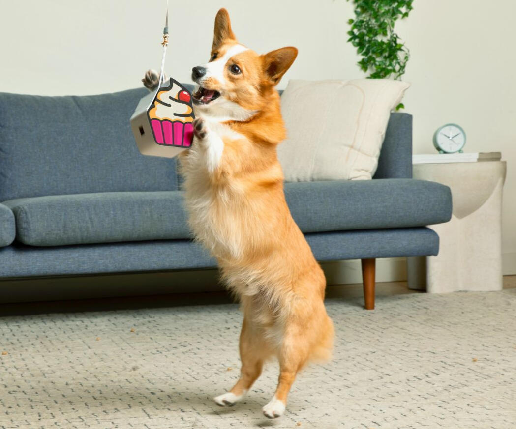 Corgi attacks the dog's pinata